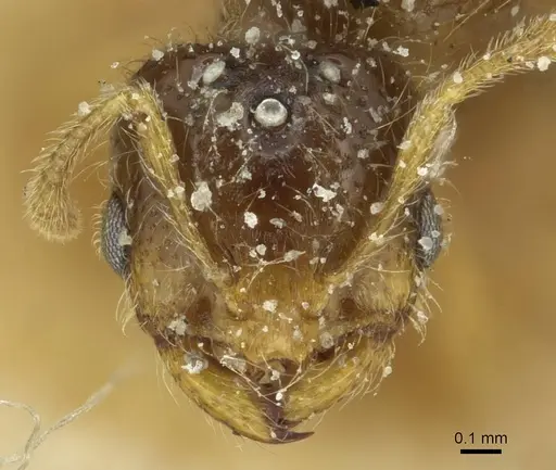 Solenopsis soochowensis specimen CASENT0913936 image casent0913936_2