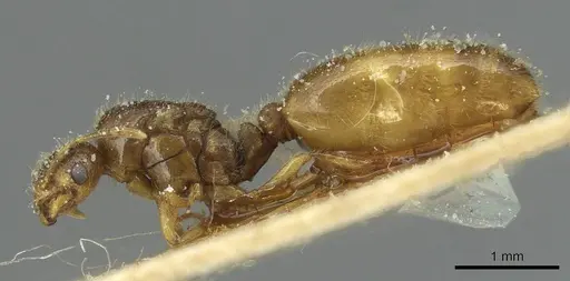 Solenopsis soochowensis specimen CASENT0913936 image casent0913936_3