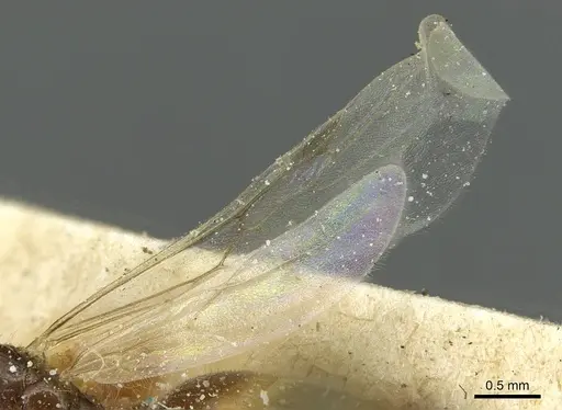 Solenopsis soochowensis specimen CASENT0913936 image casent0913936_4