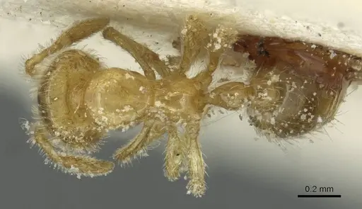 Solenopsis soochowensis specimen CASENT0913937 image casent0913937_1