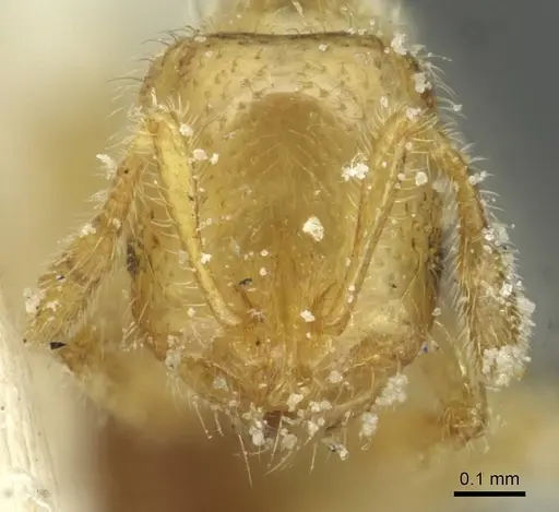 Solenopsis soochowensis specimen CASENT0913937 image casent0913937_2