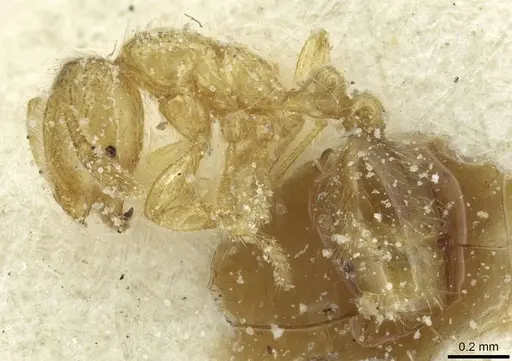 Solenopsis soochowensis specimen CASENT0913937 image casent0913937_3