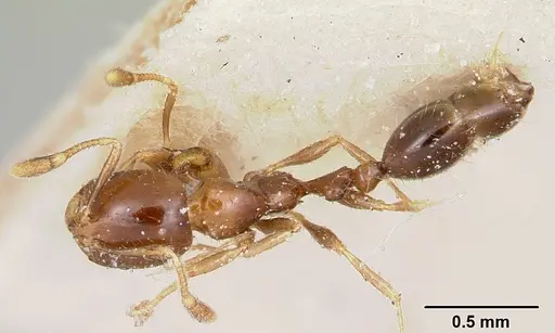 Solenopsis stricta specimen CASENT0103204 image casent0103204_1
