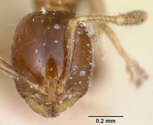 Solenopsis stricta specimen CASENT0103204 image casent0103204_2