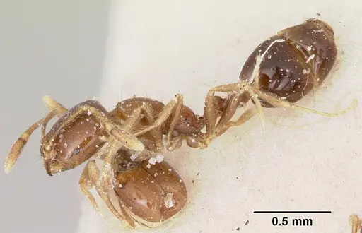 Solenopsis stricta specimen CASENT0103204 image casent0103204_3