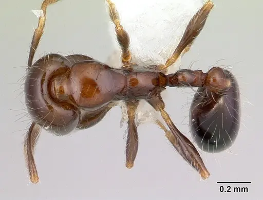Solenopsis stricta specimen CASENT0178147 image casent0178147_1