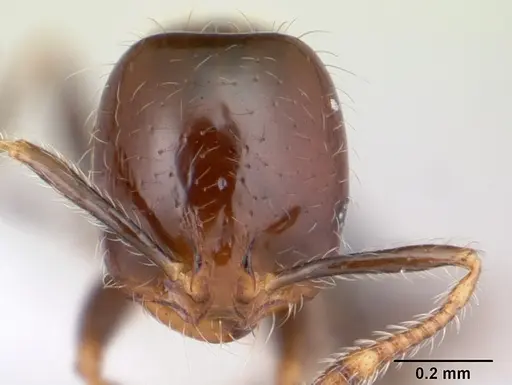 Solenopsis stricta specimen CASENT0178147 image casent0178147_2