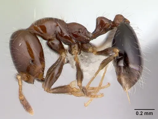 Solenopsis stricta specimen CASENT0178147 image casent0178147_3