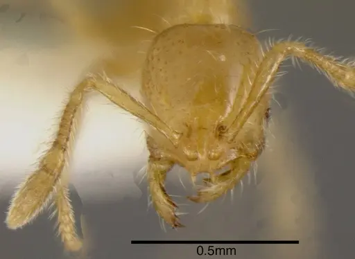 Solenopsis stricta specimen CASENT0636199 image casent0636199_1