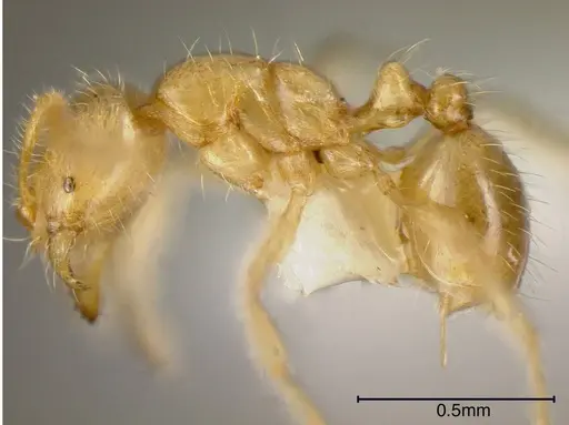 Solenopsis stricta specimen CASENT0636199 image casent0636199_2