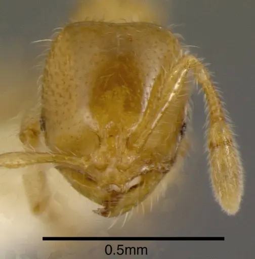Solenopsis stricta specimen CASENT0636200 image casent0636200_1