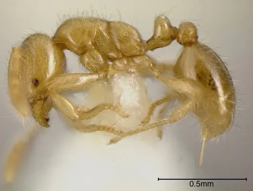 Solenopsis stricta specimen CASENT0636200 image casent0636200_2
