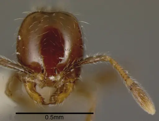 Solenopsis stricta specimen CASENT0636201 image casent0636201_1