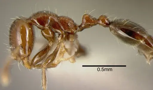 Solenopsis stricta specimen CASENT0636201 image casent0636201_2