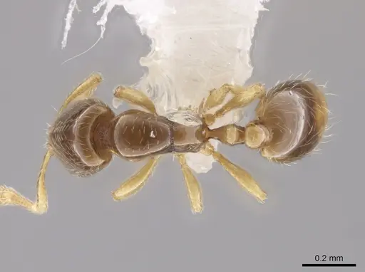 Solenopsis stricta specimen CASENT0655953 image casent0655953_1