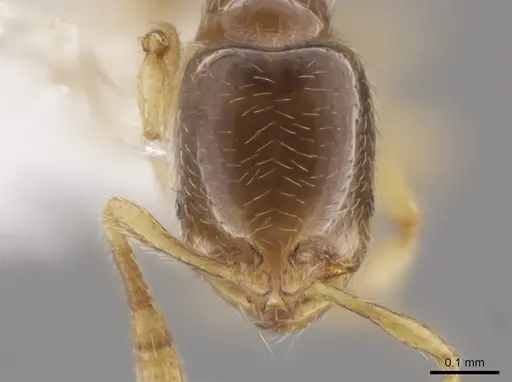 Solenopsis stricta specimen CASENT0655953 image casent0655953_2