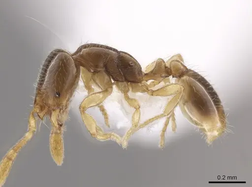 Solenopsis stricta specimen CASENT0655953 image casent0655953_3