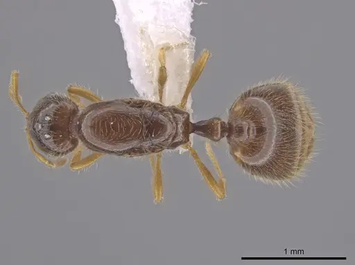Solenopsis stricta specimen CASENT0656027 image casent0656027_1