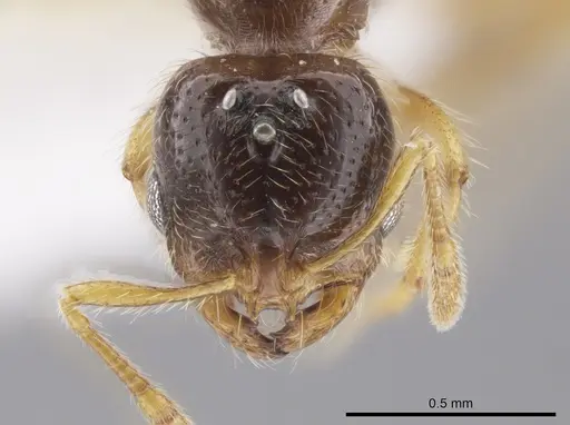 Solenopsis stricta specimen CASENT0656027 image casent0656027_2