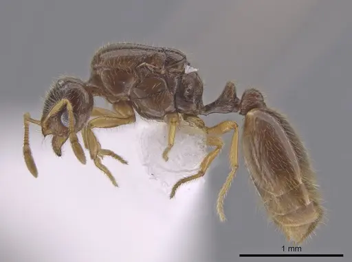 Solenopsis stricta specimen CASENT0656027 image casent0656027_3