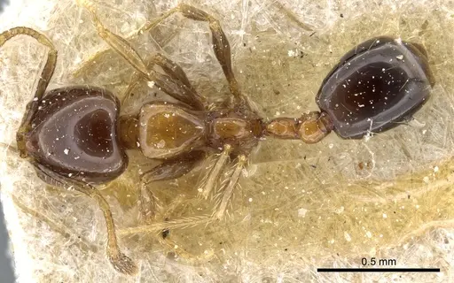 Solenopsis stricta specimen CASENT0904635 image casent0904635_1