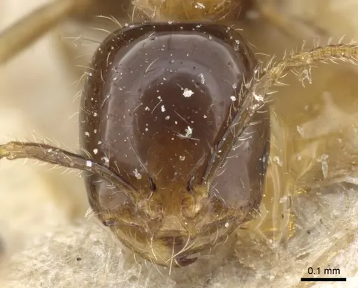 Solenopsis stricta specimen CASENT0904635 image casent0904635_2