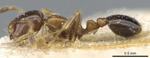 Solenopsis stricta specimen CASENT0904635 image casent0904635_3