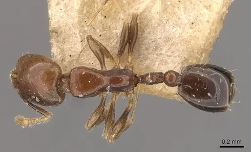 Solenopsis stricta specimen CASENT0908837 image casent0908837_1