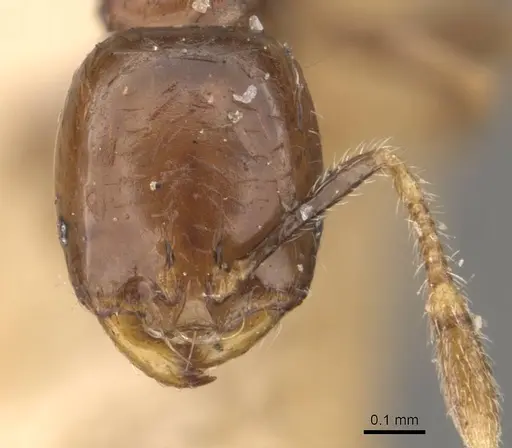 Solenopsis stricta specimen CASENT0908837 image casent0908837_2