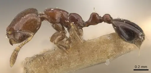 Solenopsis stricta specimen CASENT0908837 image casent0908837_3