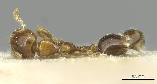 Solenopsis stricta specimen CASENT0913938 image casent0913938_1