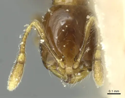 Solenopsis stricta specimen CASENT0913938 image casent0913938_2