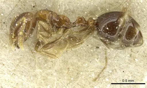 Solenopsis stricta specimen CASENT0913938 image casent0913938_3