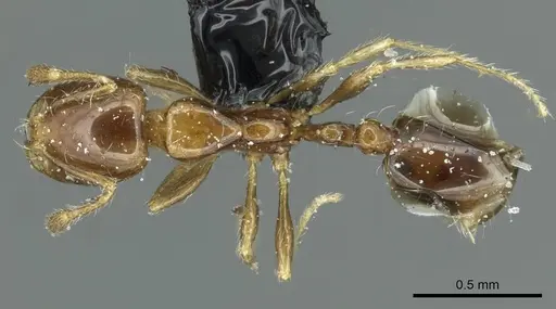 Solenopsis stricta specimen CASENT0913939 image casent0913939_1