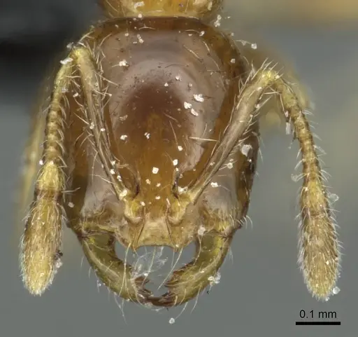 Solenopsis stricta specimen CASENT0913939 image casent0913939_2