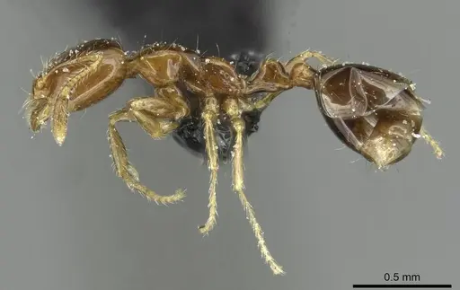Solenopsis stricta specimen CASENT0913939 image casent0913939_3