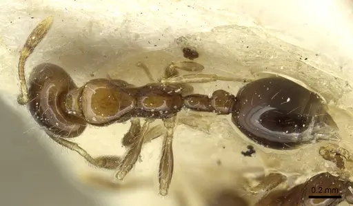 Solenopsis stricta specimen CASENT0913940 image casent0913940_1