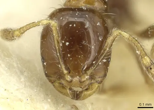 Solenopsis stricta specimen CASENT0913940 image casent0913940_2