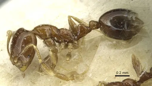 Solenopsis stricta specimen CASENT0913940 image casent0913940_3