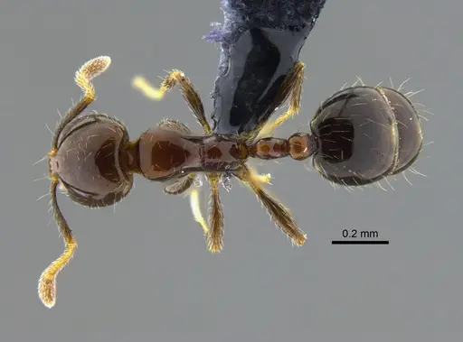 Solenopsis stricta specimen CBUMAGENT42013 image cbumagent42013_1