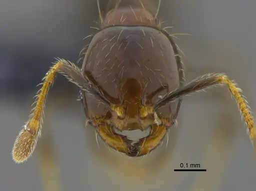 Solenopsis stricta specimen CBUMAGENT42013 image cbumagent42013_2
