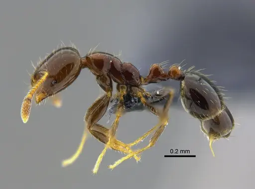Solenopsis stricta specimen CBUMAGENT42013 image cbumagent42013_3