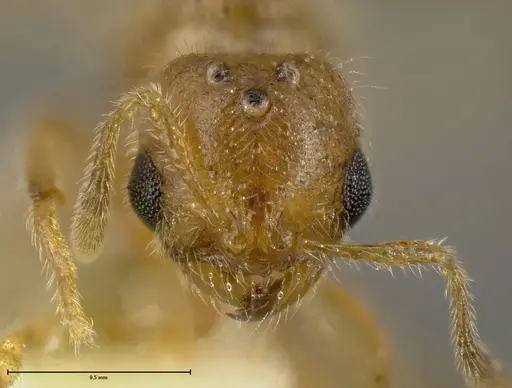 Solenopsis stricta specimen JTLC000007603 image jtlc000007603_1