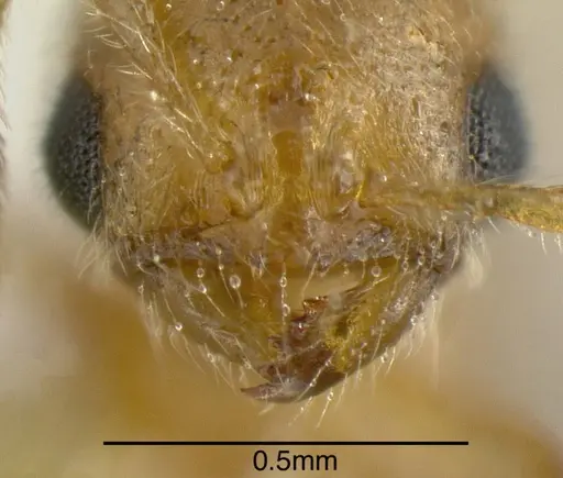 Solenopsis stricta specimen JTLC000007603 image jtlc000007603_2
