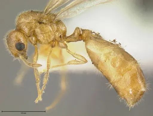 Solenopsis stricta specimen JTLC000007603 image jtlc000007603_3