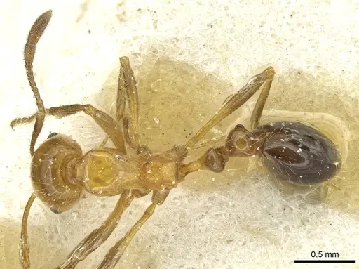 Solenopsis substituta specimen CASENT0913941 image casent0913941_1