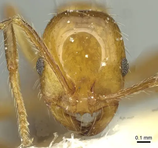 Solenopsis substituta specimen CASENT0913941 image casent0913941_2