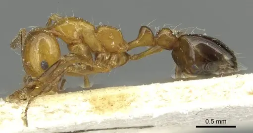 Solenopsis substituta specimen CASENT0913941 image casent0913941_3
