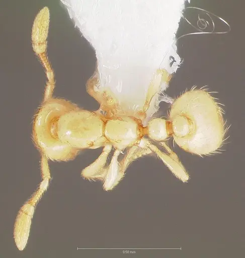 Solenopsis subterranea specimen CASENT0005808 image casent0005808_1