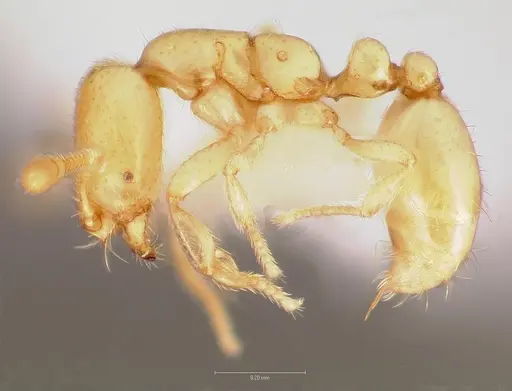 Solenopsis subterranea specimen CASENT0005808 image casent0005808_3